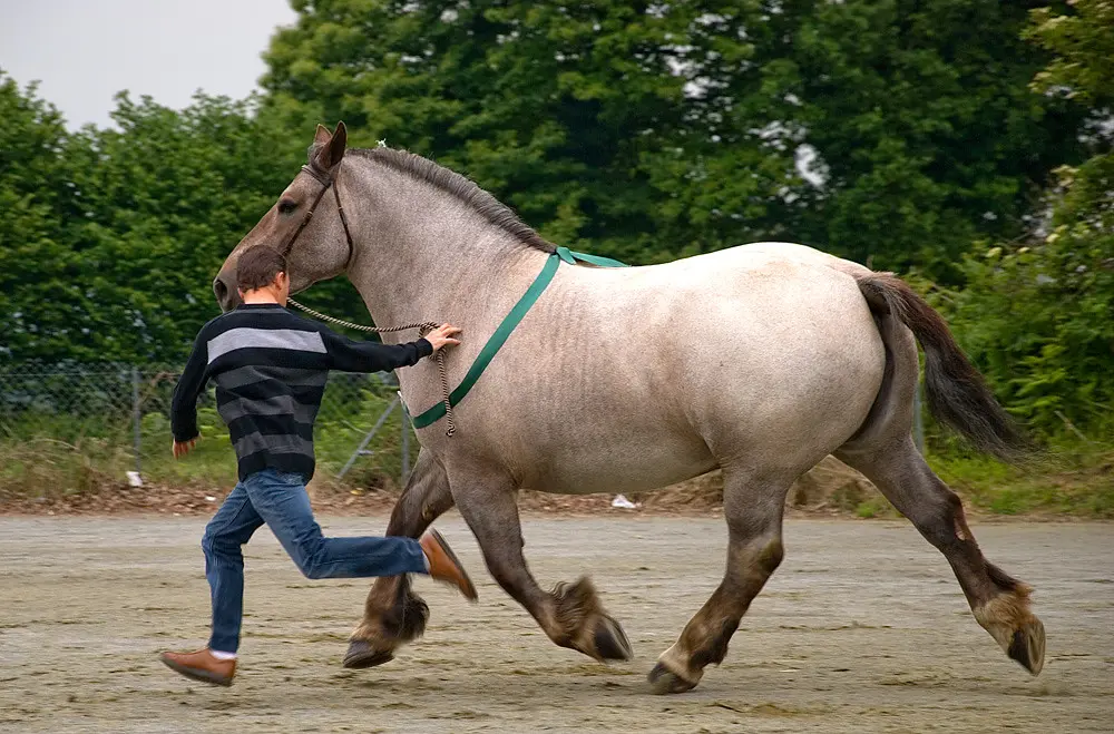 Concours chevaux bretons Bourbriac