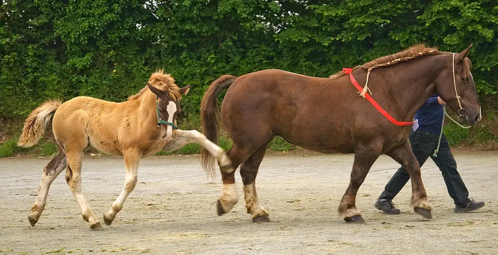 concours Bourbriac jument suitée