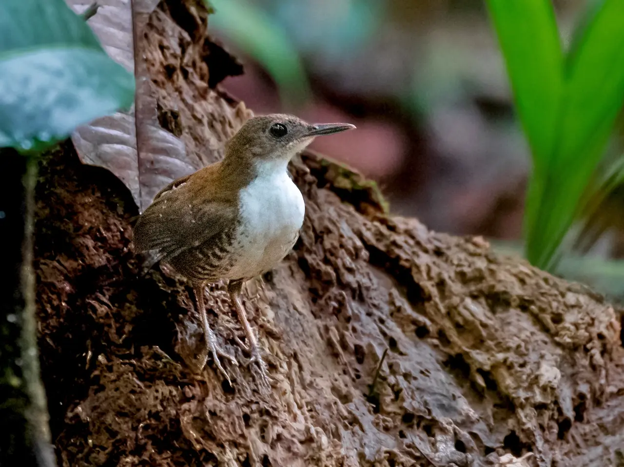 Microcerculus marginatus - Scaly-brested Wren; Careiro, Amazonas, Brazil