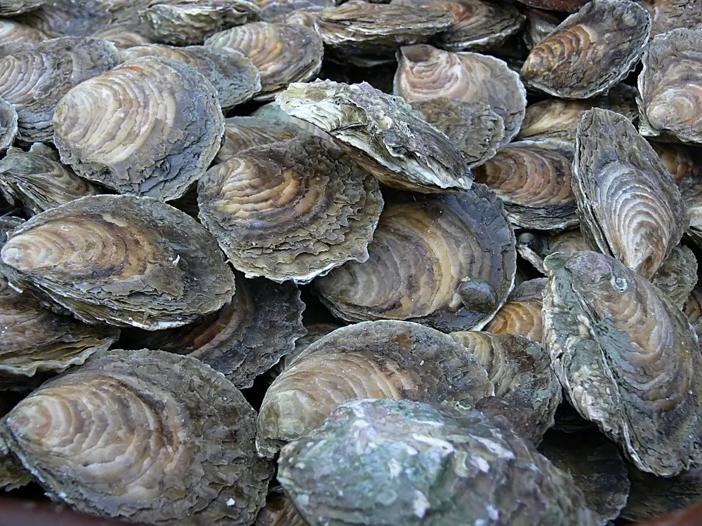 cancale 28122007-46