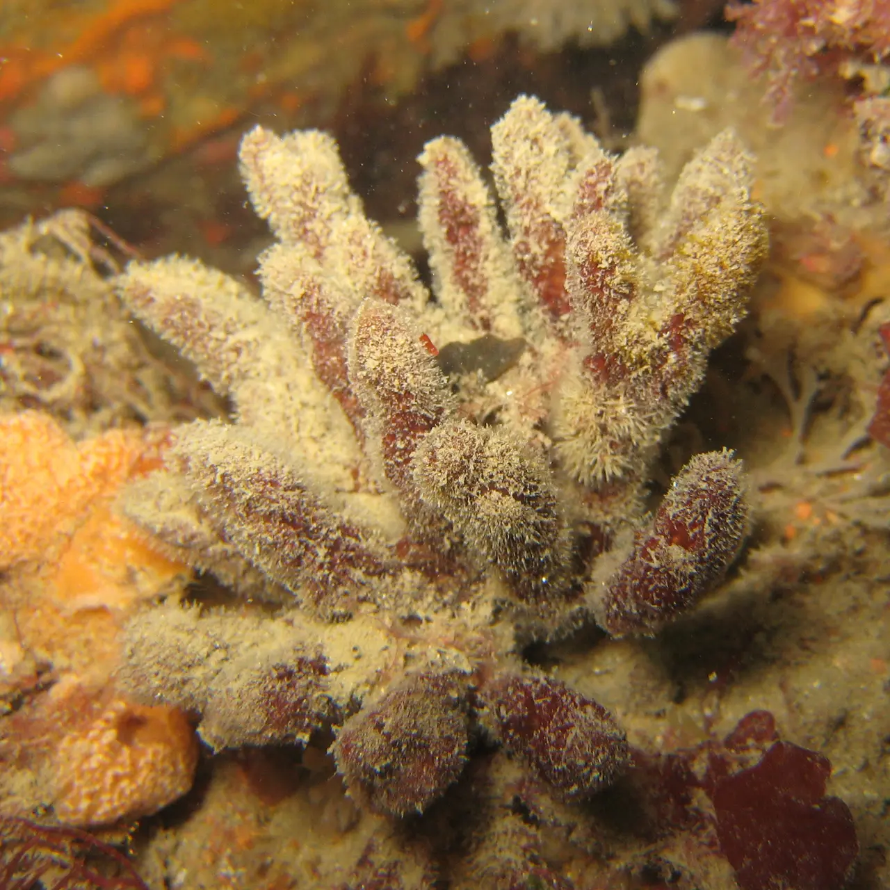 Raspailia ramosa - Carantec