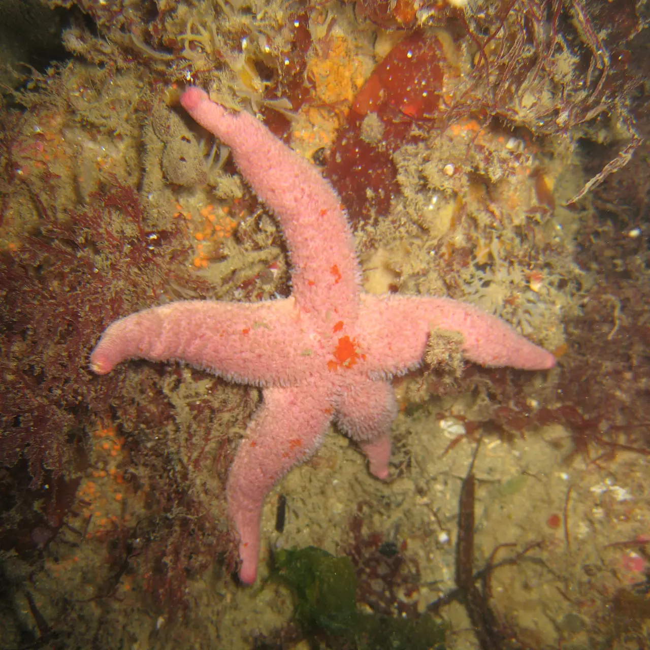 Henricia sanguinolenta - Carantec