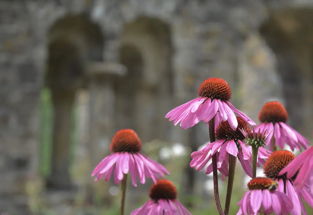 Abbaye Notre-Dame de Daoulas. Abadía de Daoulas
