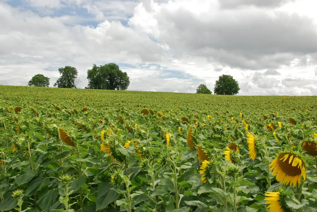 The great field of sunflowers -Un grand champs de tournesols