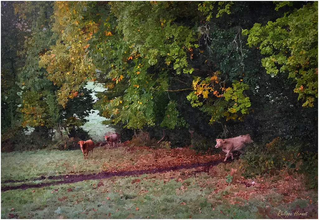 Saint Eloi - Guiscriff - Automne 2016