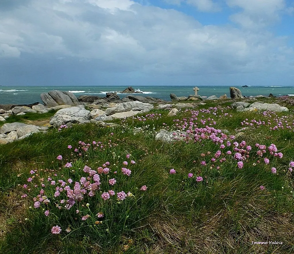 Lande fleurie, mer et nuages à Guissény (29)