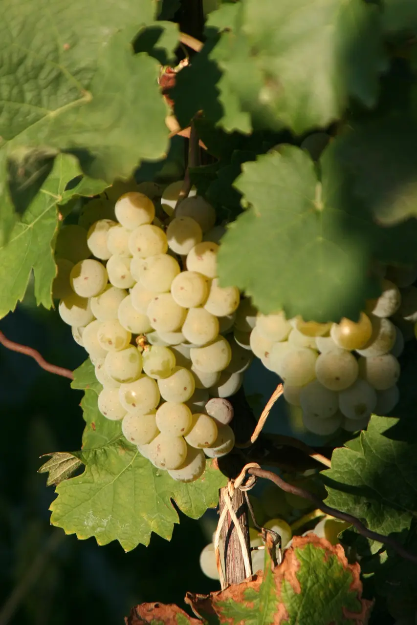 Kerner Weinsberg 20060908