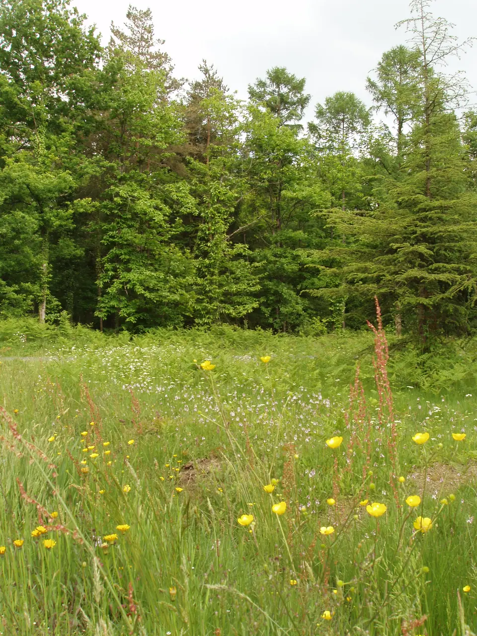 Forêt de la Guerche de Bretagne