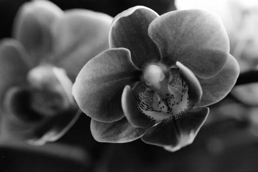 Languid and Bittersweet