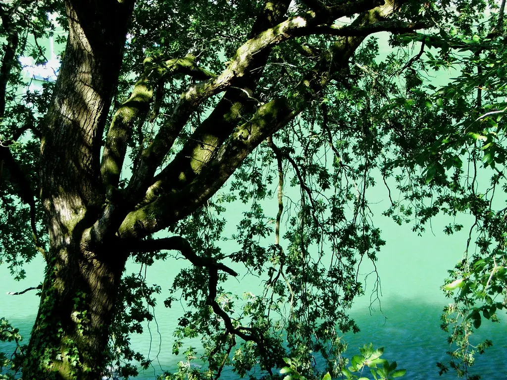 Green(s) - Le Bono
