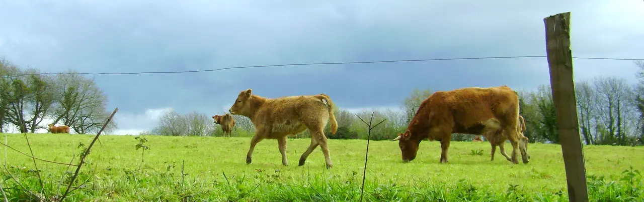 Logonna-Daoulas, Vaches Limousine