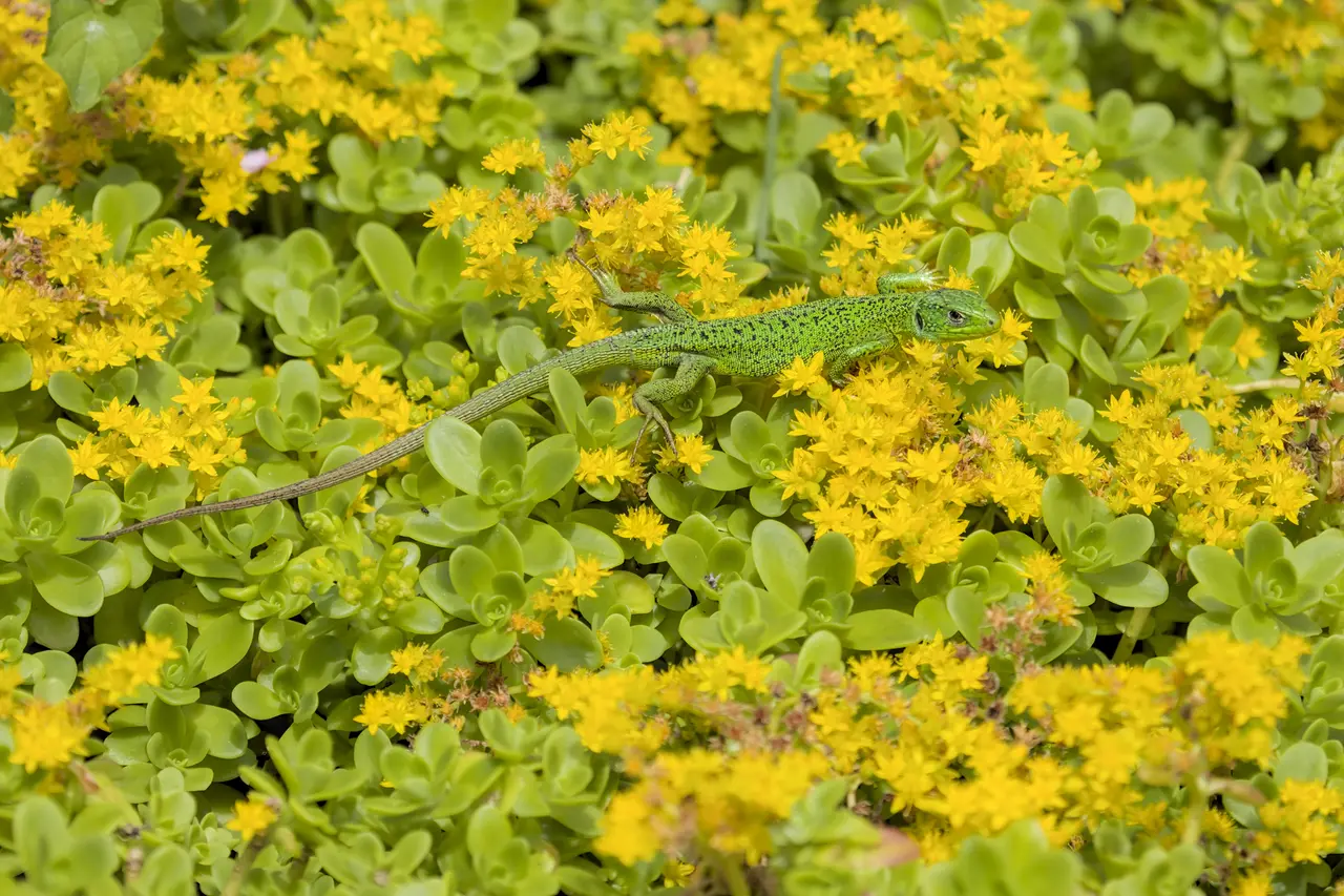 Lacerta bilineata (Luitré-Dompierre) 01052025 03