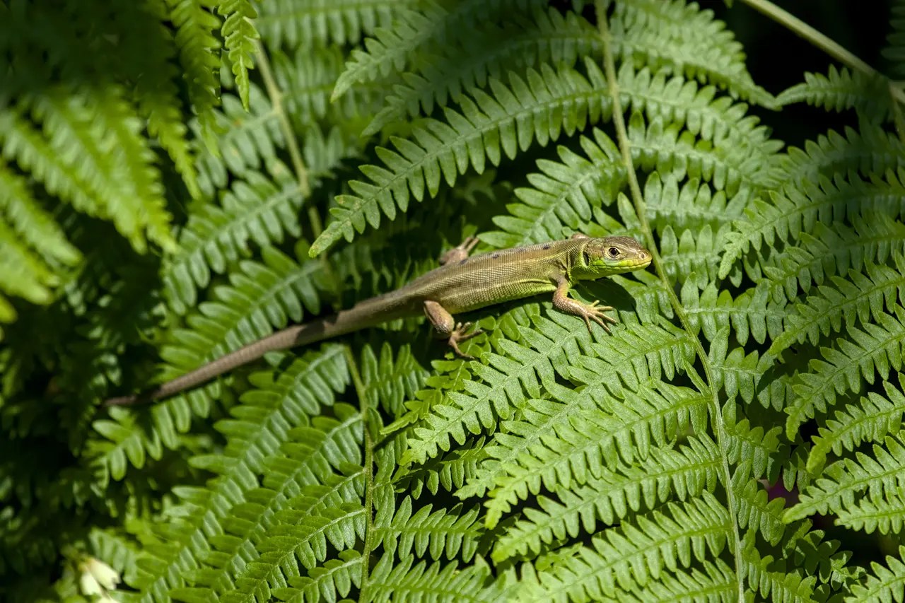 Lacerta bilineata (Luitré-Dompierre) 20062024 01