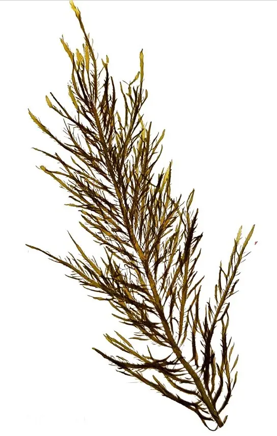 Desmarestia ligulata Herbarium scan MW