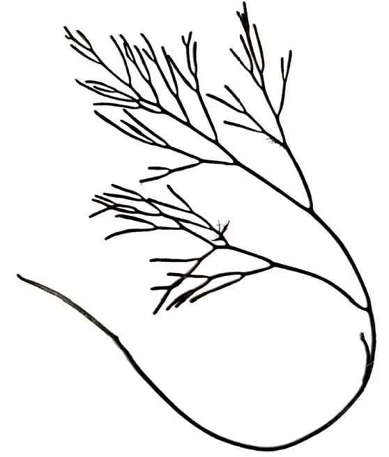 Bifucaria bifurcata Herbarium scan MW
