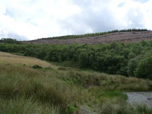 Hillside Mynydd Pen-lan - geograph.org.uk - 1412857