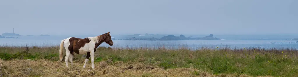 Cheval sur les dunes Porsguen - Ploudalmézeau