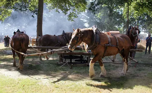 Plumaugat: horses driving thresher