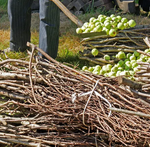 Plumaugat: cidermaking