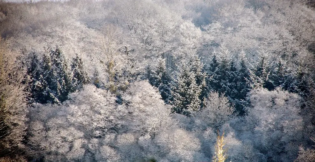 Bois près du bourg de Plumelin