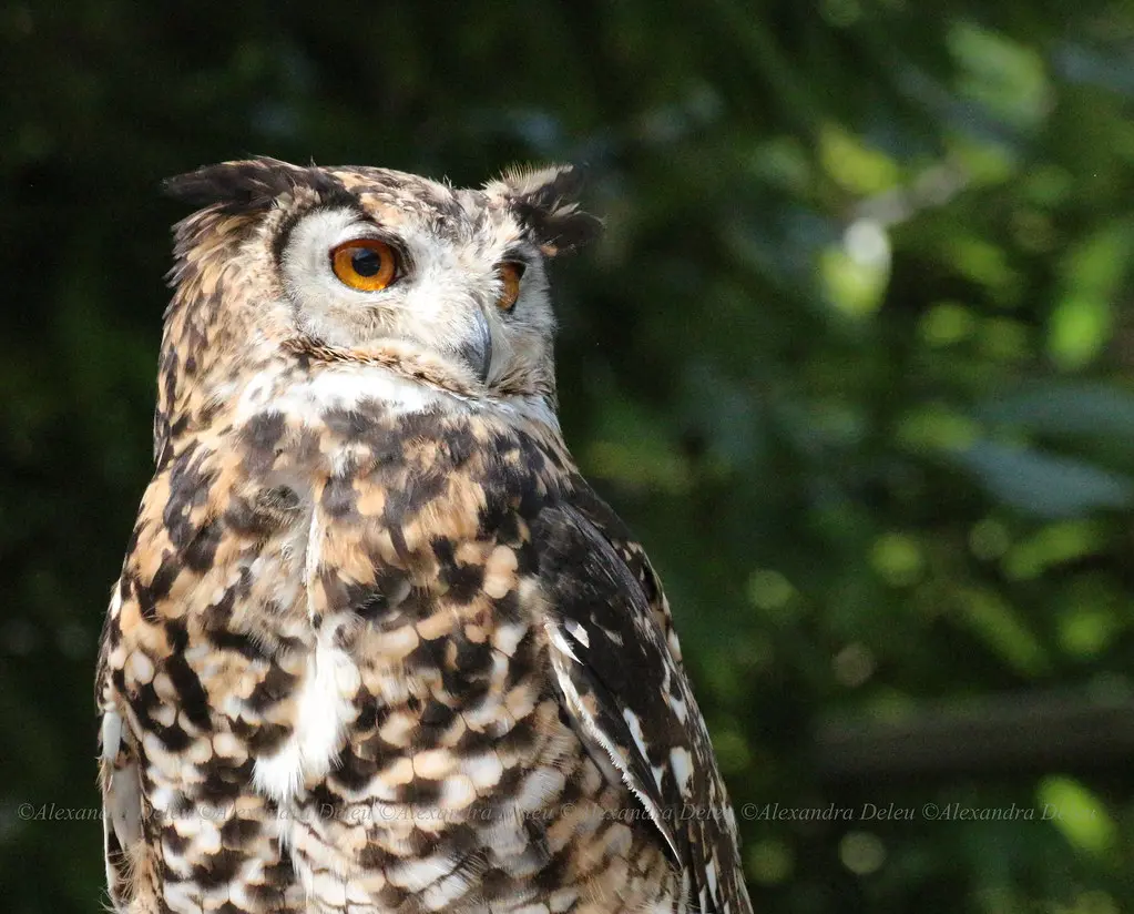 Hibou zoo de pont scorff