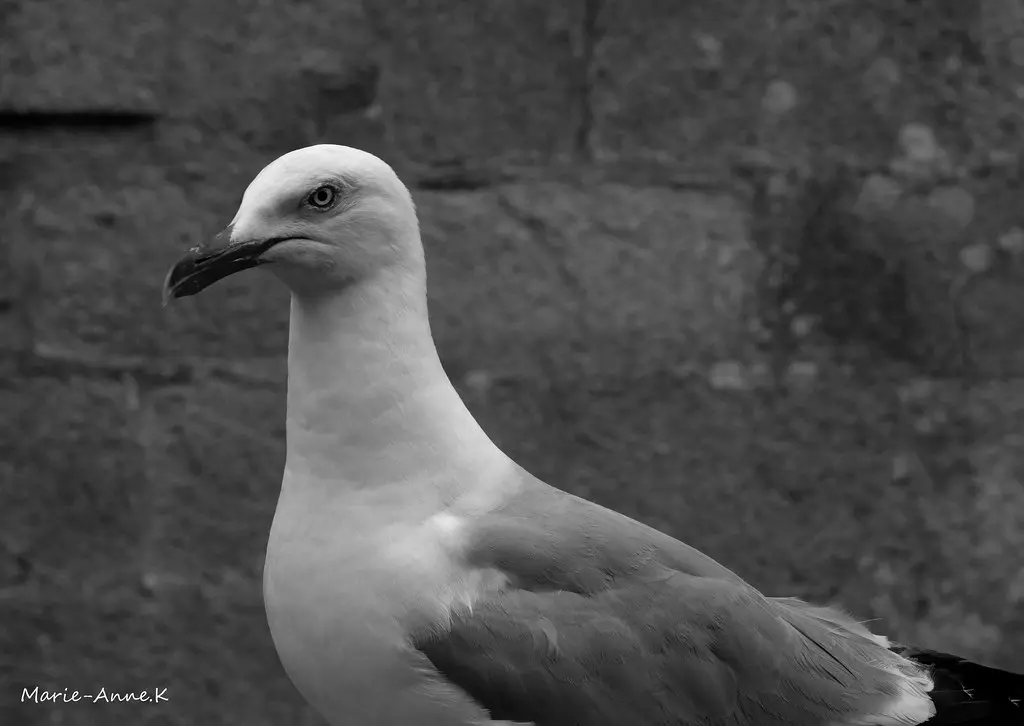 Roscoff