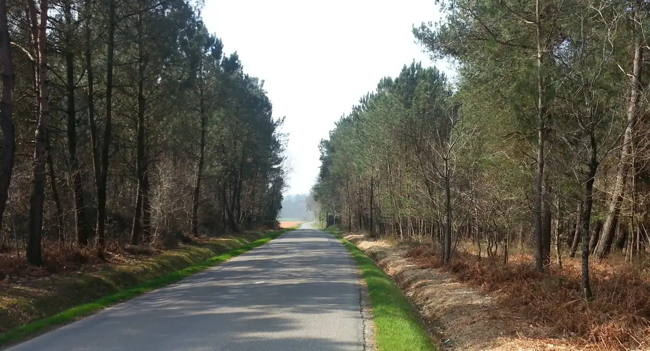 Dans la pinède, vers Saint-Jacut-les-Pins. - panoramio