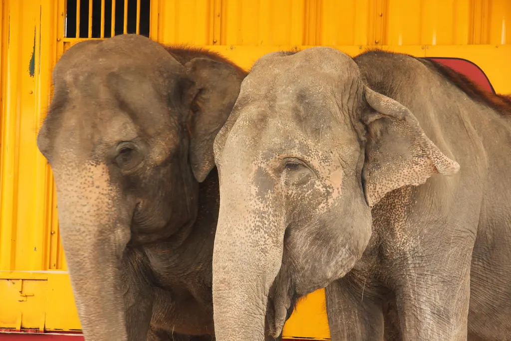 Saint-Quay-Perros - Pinder Circus Elephants