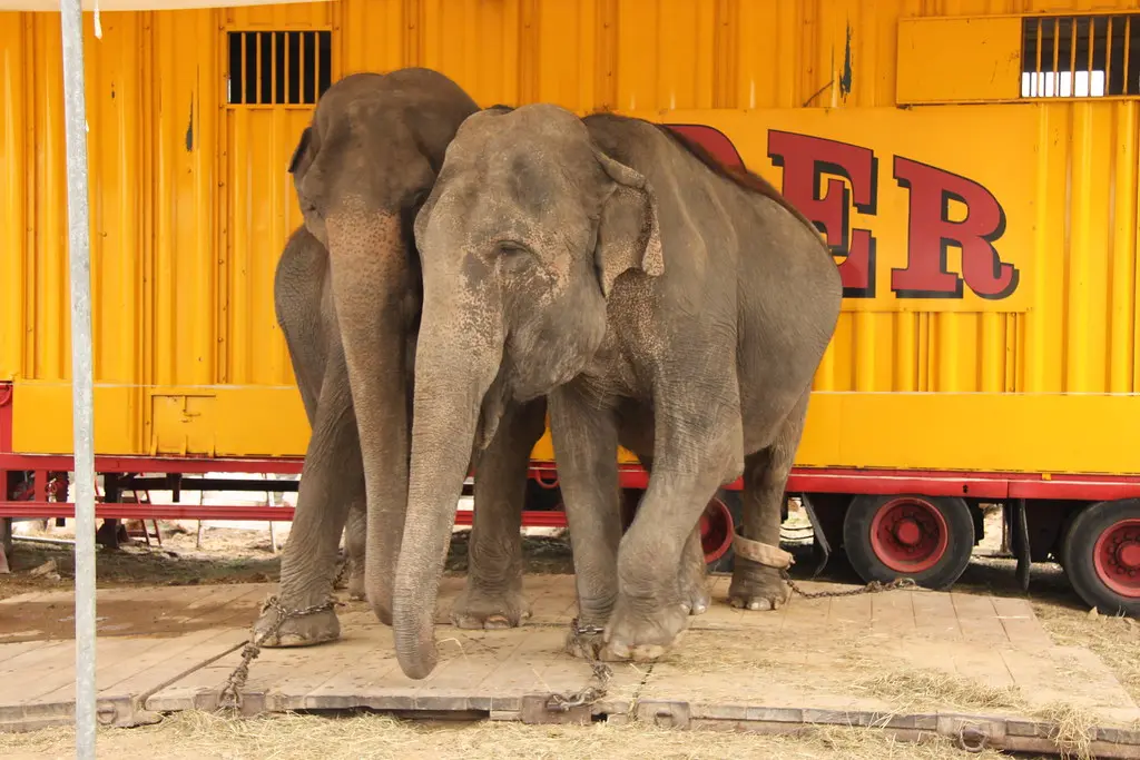 Saint-Quay-Perros - Pinder Circus Elephants