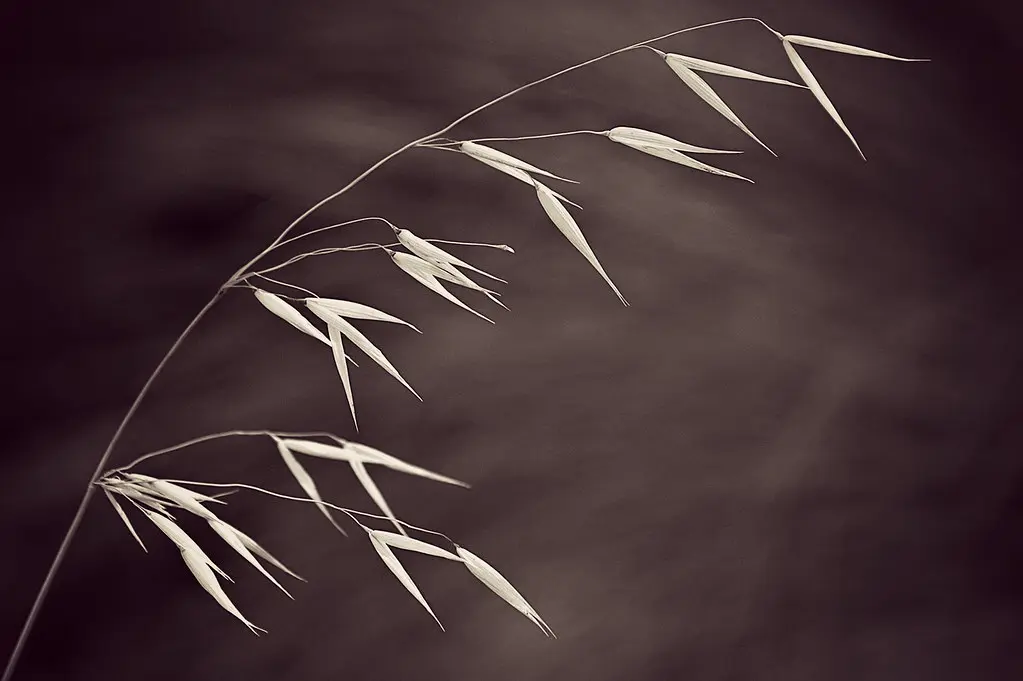 Avoine