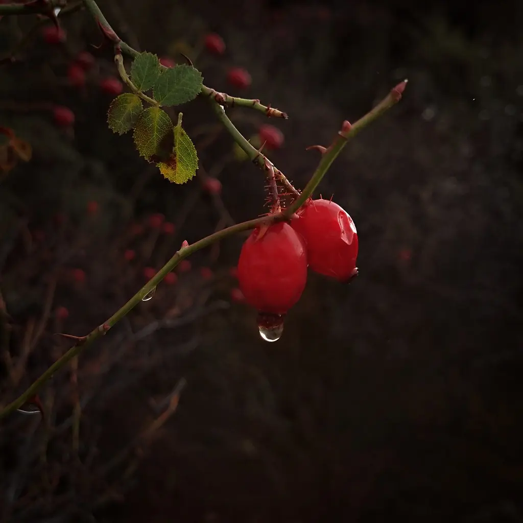 Love is like the rose-briar (Explored 28/12/2022)