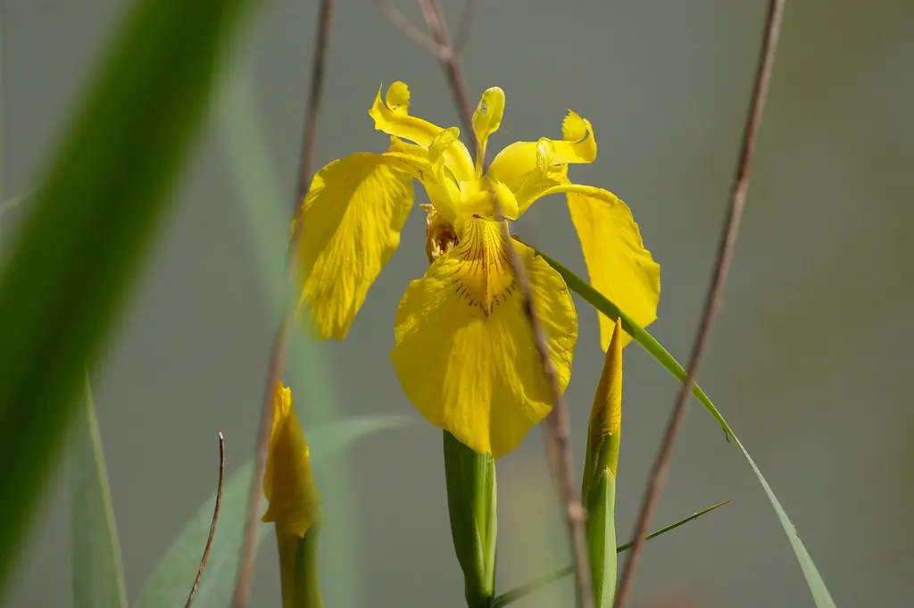 Iris des marais. Châtillon-sur-Cher (Loir-et-Cher)