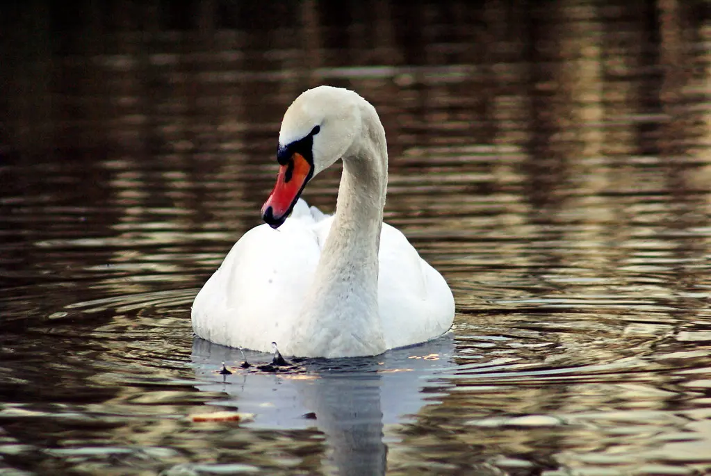 Cigno arrosto con salsa 'Chaudon'