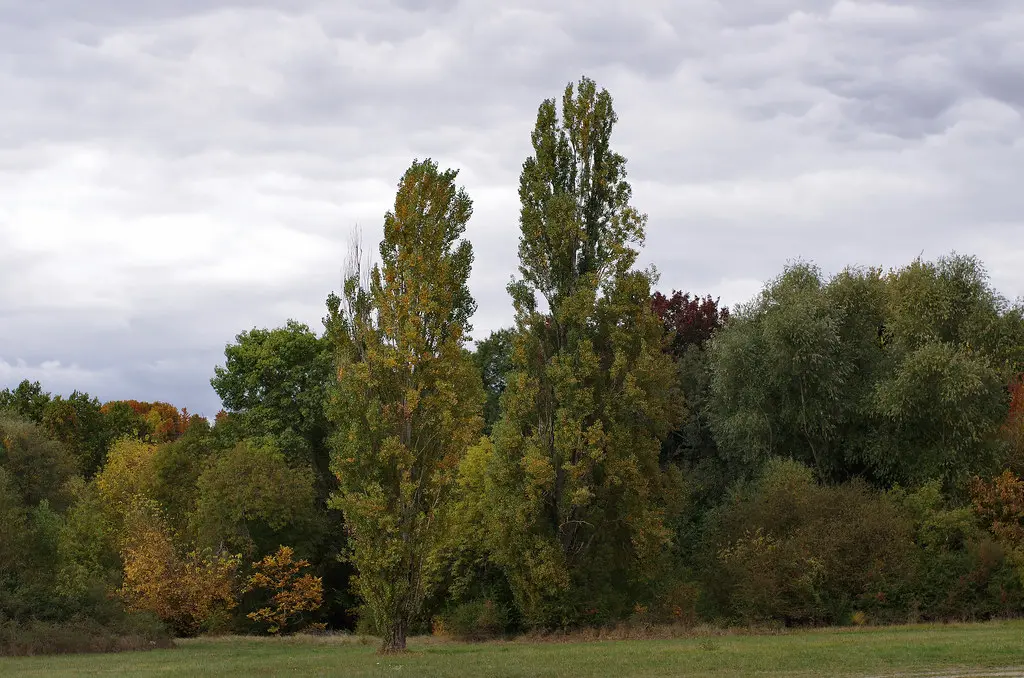 Faverolles-sur-Cher (Loir-et-Cher)
