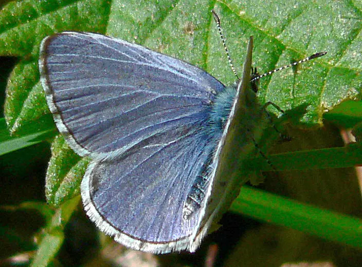 File:Celastrina ladon 03745.JPG