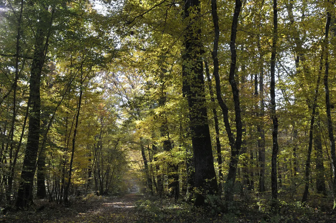 Le Poinçonnet (36) - Forêt domaniale de Châteauroux