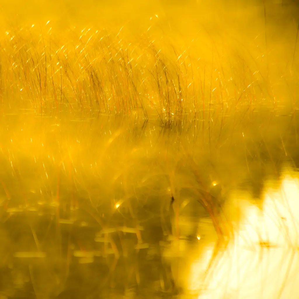 Jardin d'herbes du lac... festival de gouttes de lumière... un nouveau jour se lève...!!!
