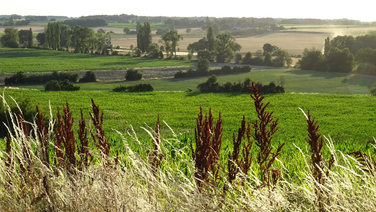 La vallée de la Ligoire entre Vou, Ligueil et la Chapelle-Blanche-Saint-Martin