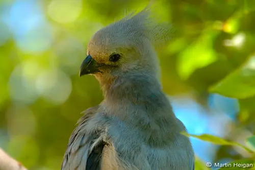 Grey Lourie bird