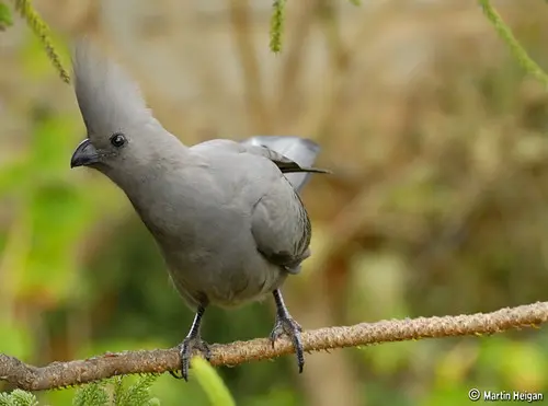 Grey Lourie