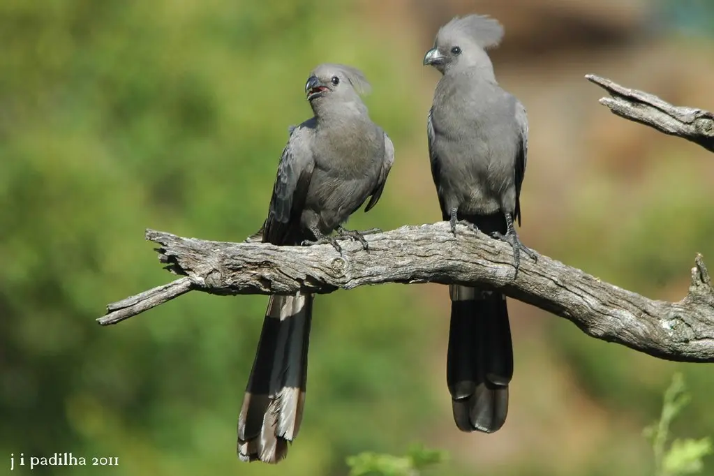 Grey Lourie
