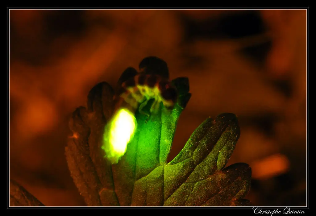 Lampyris noctiluca - Vers luisant