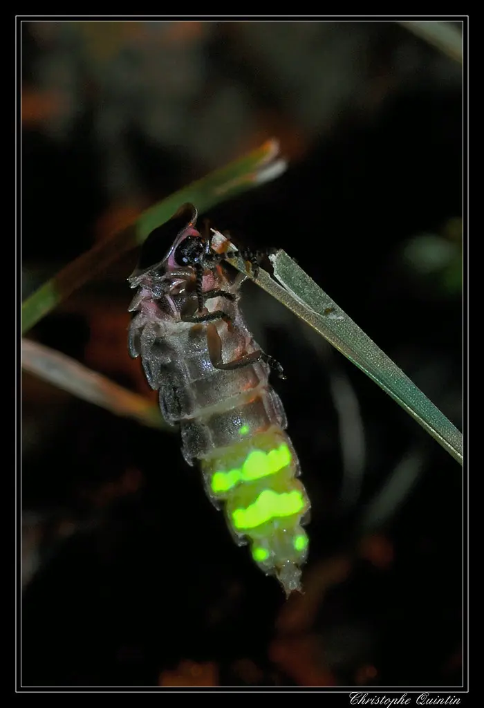 Vers luisant (Lampyris noctiluca)