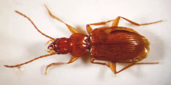 Trechus lunai (10.3897-BDJ.9.e67426) Figure 4