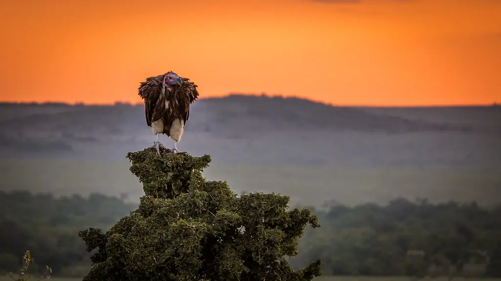 Vulture in the evening light - Massai Mara