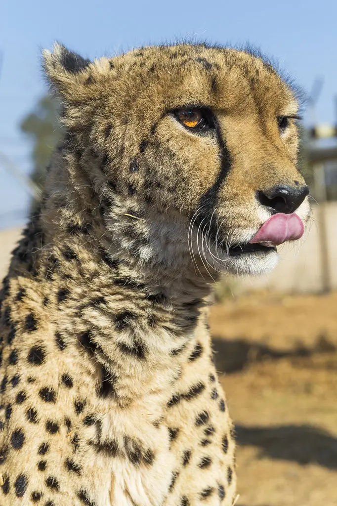 Cheetah Massai licking his nose