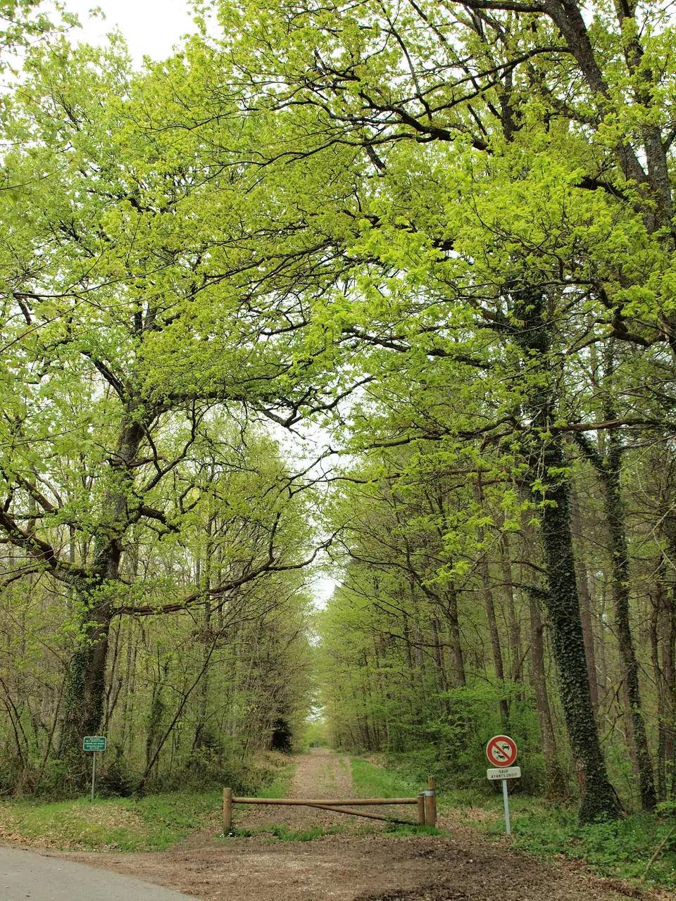 Nogent-sur-Vernisson-FR-45-forêt des Barres-a1