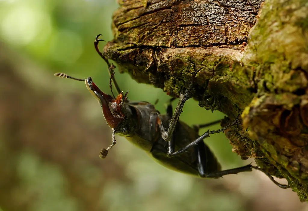 Lucane cerf-volant (Lucanus cervus), Rochecorbon, Vallée de Loire, France