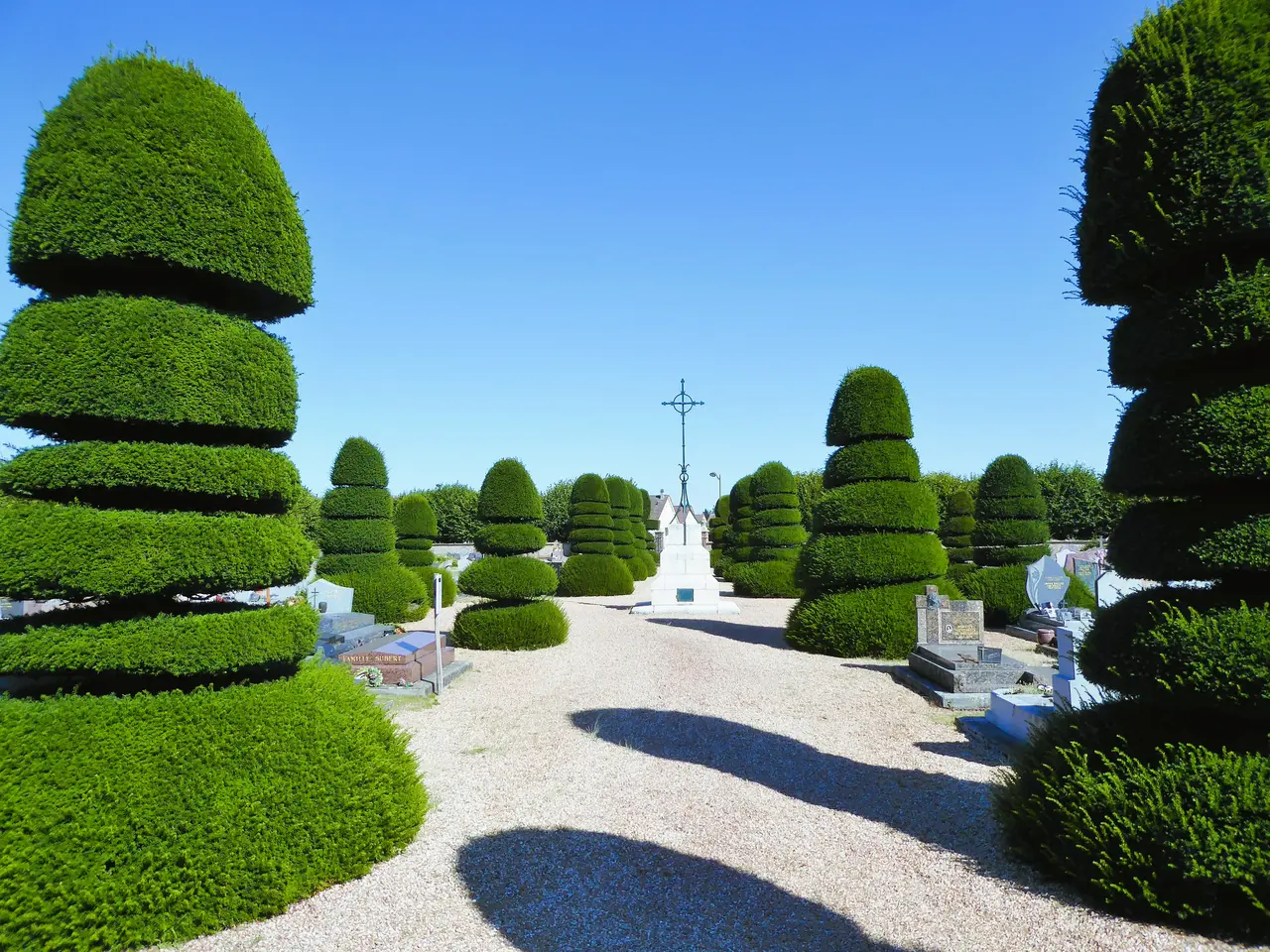Ifs centenaires du cimetière de Saint-Georges-sur-Eure Eure-et-Loir France