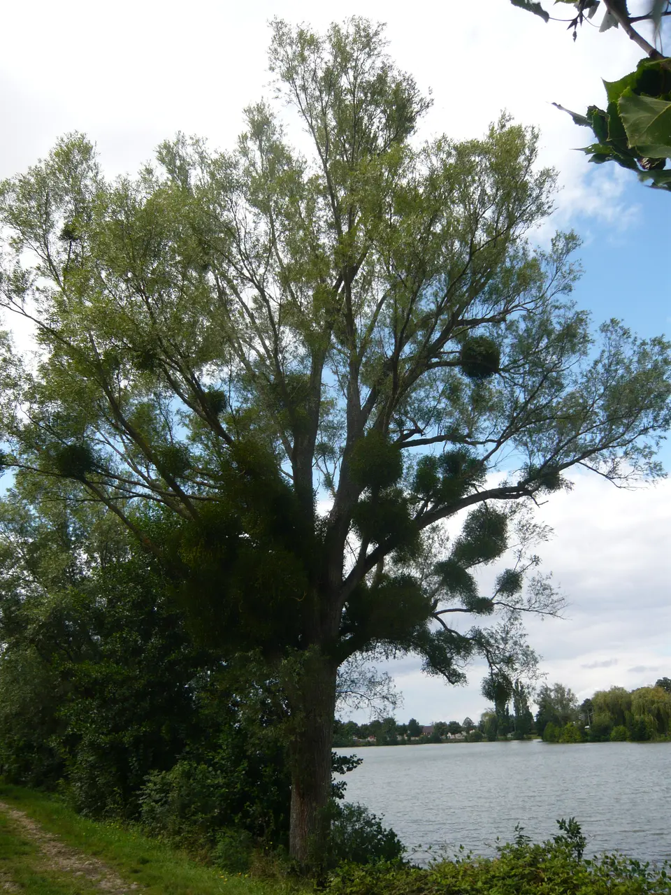 Etang de Saint-Georges-sur-Eure Eure-et-Loir (France)